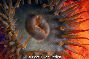 Sun seeking sea-anemone by Peet J Van Eeden 